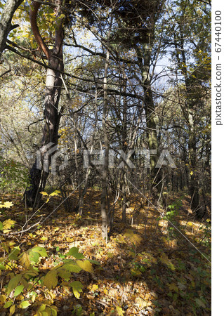 hilly territory in autumn season hilly territory in autumn season 67440100