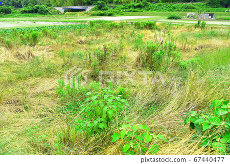 [Social issues] Rough paddy field Abandoned farmland 3 67440477