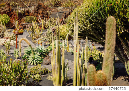 Cactus garden with plants in Lanzarote island, Canary Islands 67440723