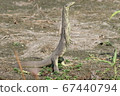 Monitor lizard standing on its hind legs, Australia 67440794