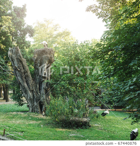 Nature reserve with stork birds nesting Nature reserve with stork birds nesting 67440876