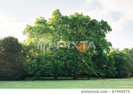 Empty public park with lush high green trees and green grass lawn. Tranquil nature landscape. Empty public park with lush high green trees and green grass lawn. Tranquil nature landscape. 67440878