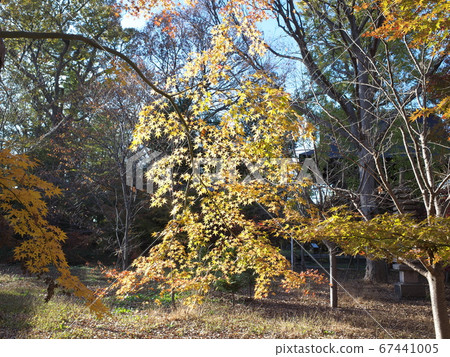 Kyushinbutsu Jousinji yellow leaf Kyushinbutsu Jousinji yellow leaf 67441005