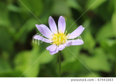 Ant on a flower Ant on a flower 67441663