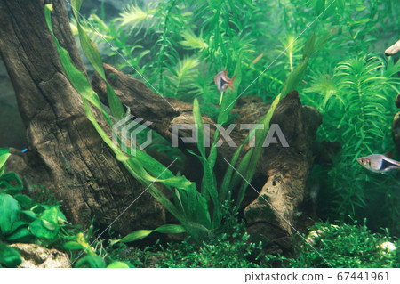 拉斯博拉島附近螺絲Ballisneria游泳 67441961