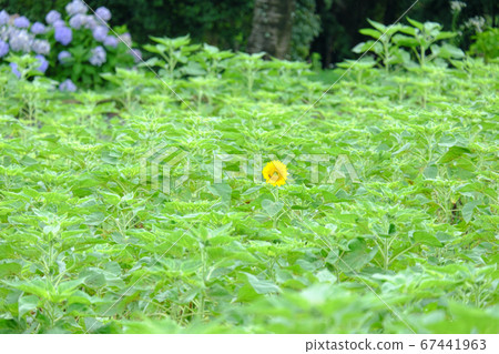 向日葵田裡只有一個向日葵盛開 向日葵田裡只有一個向日葵盛開 67441963