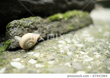 在混凝土上的蝸牛 67441964