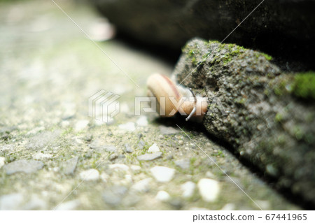 蝸牛吃混凝土鈣 67441965