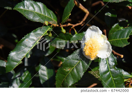 鹿兒島縣的茶花開花 67442000