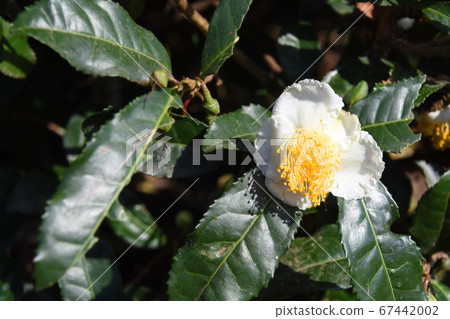鹿兒島縣的茶花開花 67442002