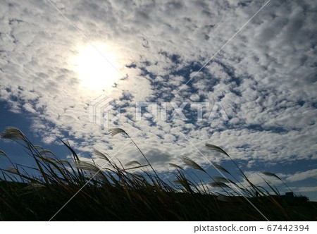 深秋的天空和日本蒲葦 67442394