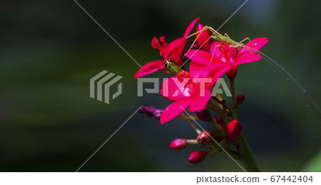 Botany fresh red jatropha integerrima flower on 67442404