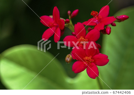 Botany fresh red jatropha integerrima flower on Botany fresh red jatropha integerrima flower on 67442406
