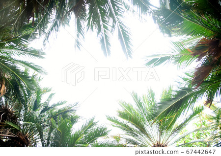 Sky over natural frame of tropical cycad 67442647