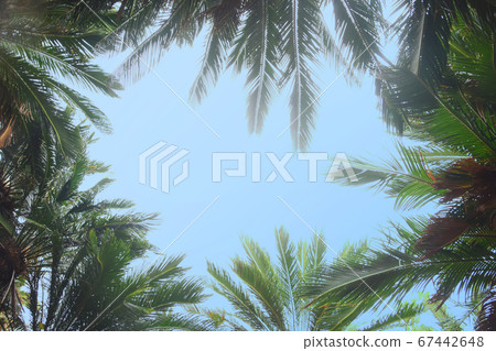 Sky over natural frame of tropical cycad 67442648