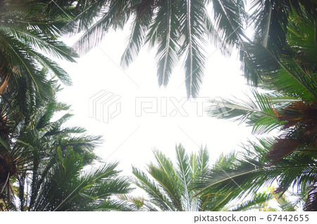 Sky over natural frame of tropical cycad 67442655