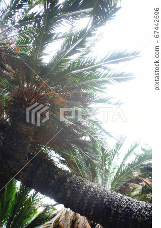 Look up on tropical palm trees Look up on tropical palm trees 67442696