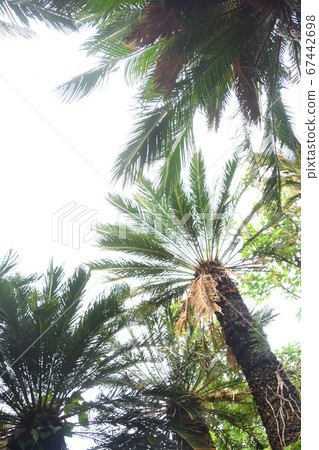 Look up on tropical palm trees 67442698