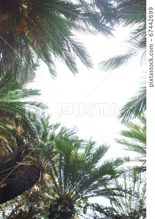 Look up on tropical palm trees 67442699
