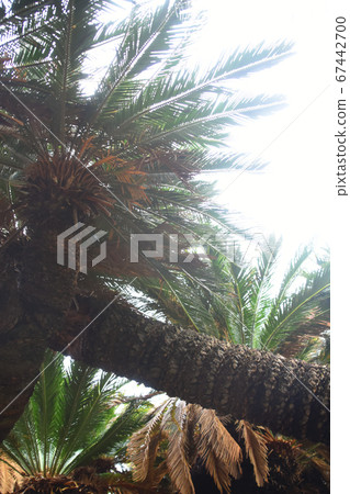 Look up on tropical palm trees Look up on tropical palm trees 67442700