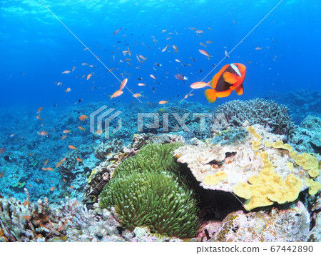 Experience diving 67442890