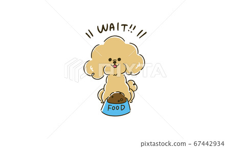 Vector illustration of a toy poodle waiting (mate) Vector illustration of a toy poodle waiting (mate) 67442934