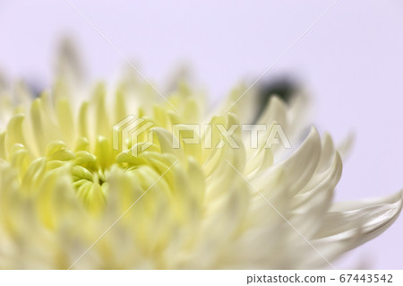 白菊花特寫淺紫色背景 白菊花特寫淺紫色背景 67443542