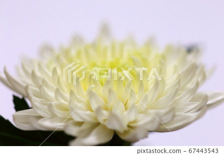 白菊花特寫淺紫色背景 白菊花特寫淺紫色背景 67443543