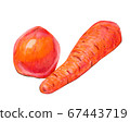 Food illustration with tomato and carrot. 67443719