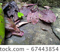 Kisel guy and fallen leaves 67443854