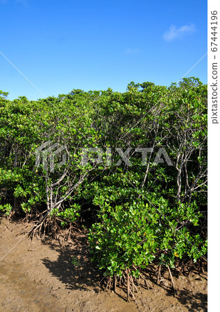 宮古島市的島ji紅樹林 宮古島市的島ji紅樹林 67444196