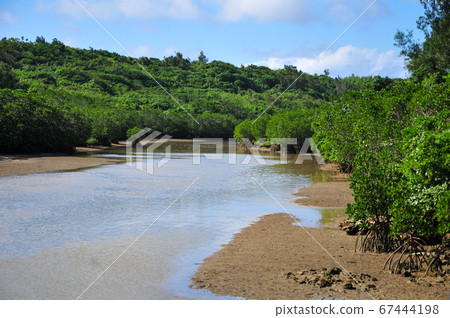 Shimajiri mangrove forest in Miyakojima 67444198