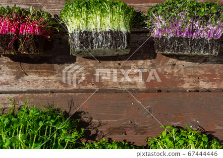 microgreens sprouts on wooden background 67444446