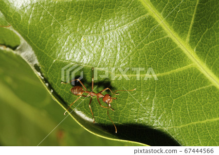 Close up red ant on green leaf in nature at Close up red ant on green leaf in nature at 67444566