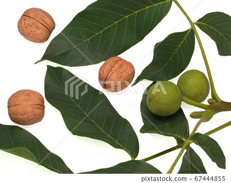 Unripe Green Fruits of the Common Walnut on a branch and peeled 67444855
