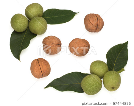Unripe Green Fruits of the Common Walnut on a branch and peeled 67444856