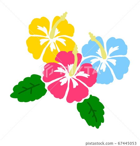 芙蓉手繪製的插圖圖標[白色背景] 67445053