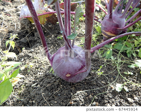 Purple Kohlrabi (German turnip or turnip cabbage) Purple Kohlrabi (German turnip or turnip cabbage) 67445914