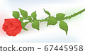 Rose 67445958