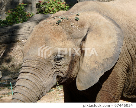 African bush elephant African bush elephant 67446034