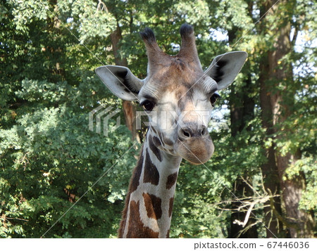 Giraffe,(Giraffa camelopardalis) 67446036