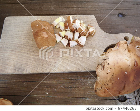 Boletus edulis - edible mushroom Boletus edulis - edible mushroom 67446265