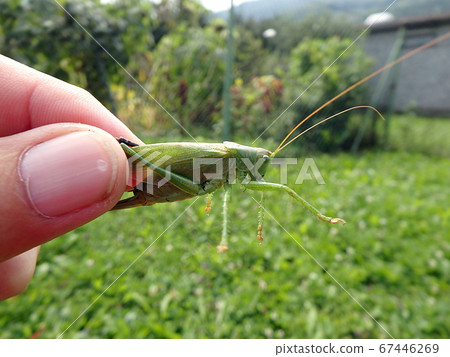 Great green bush-cricket Great green bush-cricket 67446269