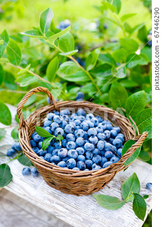 Blueberry. Fresh berries with leaves in basket in Blueberry. Fresh berries with leaves in basket in 67446290