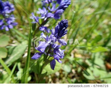 Common Milkwort, Blue flower 67446728