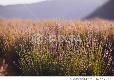 The plantation where wonderful lavender is grown The plantation where wonderful lavender is grown 67447242