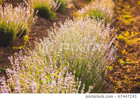 The plantation where wonderful lavender is grown 67447243