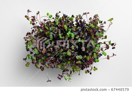 Micro green growing sprouts on white background, top view 67448579