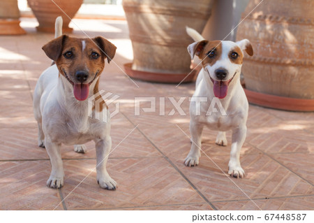 Two happy dogs jack russell terrier 67448587