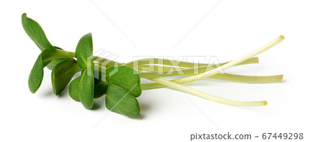 Bunch of micro green sprouts isolated on white background 67449298